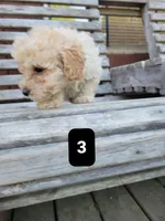 Pup 3, a male Poodle - Toy  for sale in Clover, SC – Photo 1 of 4