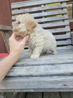 Pup 3, a male Poodle - Toy  for sale in Clover, SC – Photo 4 of 4