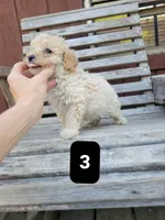 Pup 3, a male Poodle - Toy  for sale in Clover, SC – Photo 2 of 4