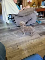 Mocha , a female Poodle - Toy  for sale in Clover, SC – Photo 1 of 2