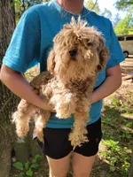 Mocha , a female Poodle - Toy  for sale in Clover, SC – Photo 2 of 2