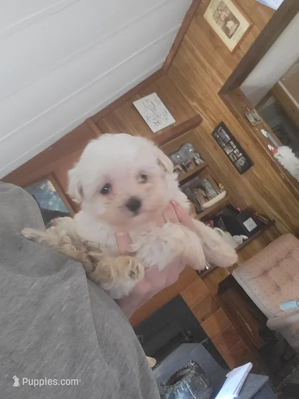 Girl pup – Maltipoo puppy for sale in Clover, SC