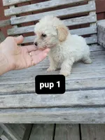 Pup 1, a male Poodle - Toy  for sale in Clover, SC – Photo 3 of 3