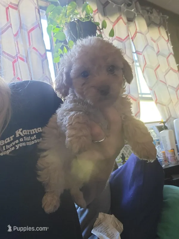 Boy puppy  – Poodle - Miniature  puppy for sale in Clover, SC