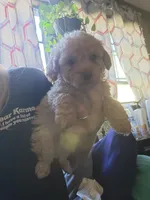 Boy puppy , a male Poodle - Miniature  for sale in Clover, SC – Photo 1 of 4