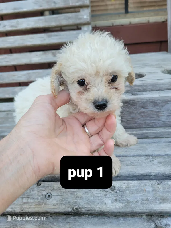 Pup 1 – Poodle - Toy  puppy for sale in Clover, SC