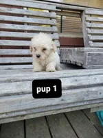 Pup 1, a male Poodle - Toy  for sale in Clover, SC – Photo 2 of 3