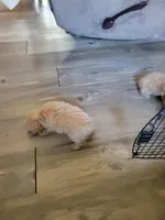 Boy puppy , a male Poodle - Miniature  for sale in Clover, SC – Photo 3 of 4