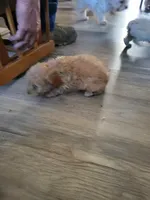 Boy puppy , a male Poodle - Miniature  for sale in Clover, SC – Photo 4 of 4