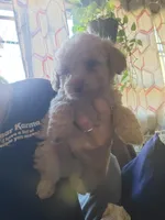 Boy puppy , a male Poodle - Miniature  for sale in Clover, SC – Photo 2 of 4