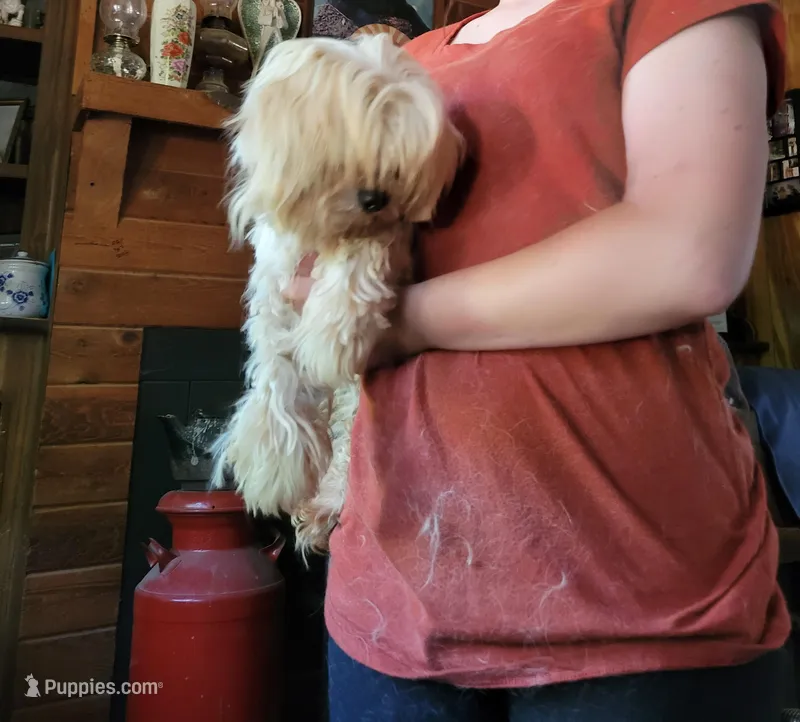 Max, a male Maltese for sale in Clover, SC – Photo 1 of 2