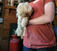 Max, a male Maltese for sale in Clover, SC – Photo 1 of 2