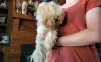 Max, a male Maltese for sale in Clover, SC – Photo 2 of 2