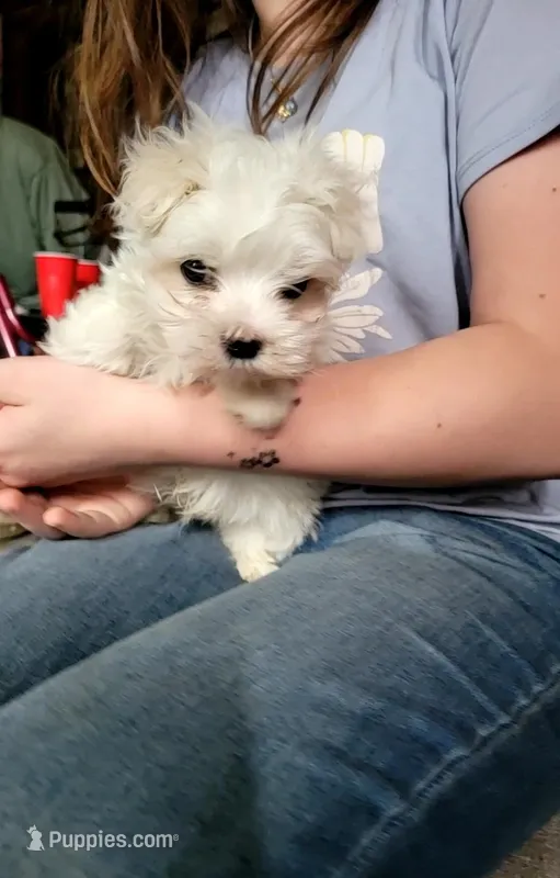 Little boy  – Maltese puppy for sale in Clover, SC