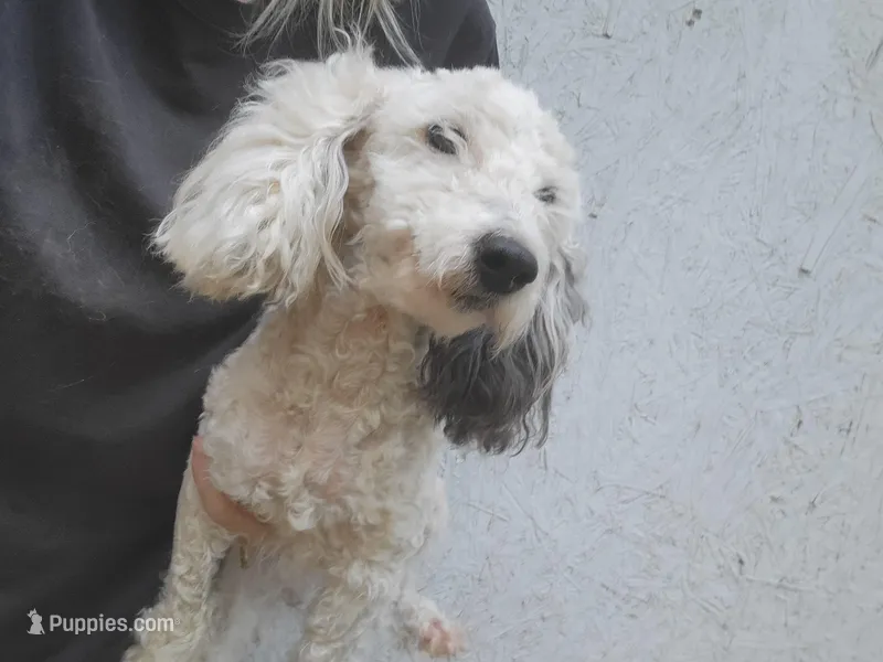 Scarlett  – Poodle - Toy  puppy for sale in Clover, SC