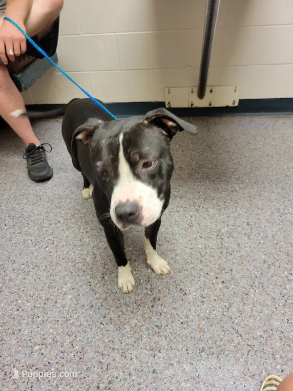 Duke – American Pit Bull Terrier puppy for sale in Clover, SC
