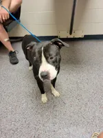 Duke, a male American Pit Bull Terrier for sale in Clover, SC – 1 of 1