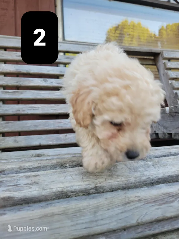 Pup 2 – Poodle - Toy  puppy for sale in Clover, SC