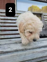 Pup 2, a male Poodle - Toy  for sale in Clover, SC – Photo 1 of 4