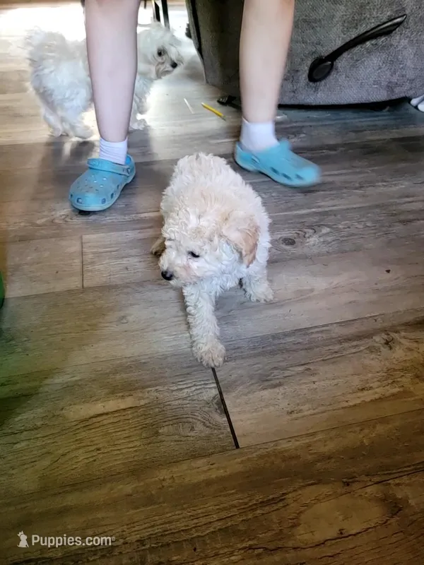 Pup 2 – Poodle - Toy  puppy for sale in Clover, SC