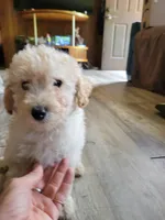 Poodle pup , a male Poodle - Toy  for sale in Clover, SC – 3 of 3