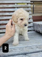 Pup 2, a male Poodle - Toy  for sale in Clover, SC – Photo 4 of 4