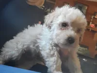 Male pup, a male Poodle - Toy  for sale in Clover, SC – Photo 3 of 4