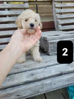 Pup 2, a male Poodle - Toy  for sale in Clover, SC – Photo 3 of 4