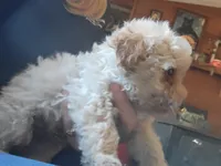 Male pup, a male Poodle - Toy  for sale in Clover, SC – Photo 4 of 4