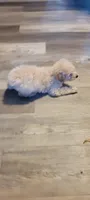 Poodle pup , a male Poodle - Toy  for sale in Clover, SC – 2 of 3