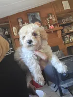 Male pup, a male Poodle - Toy  for sale in Clover, SC – Photo 2 of 4