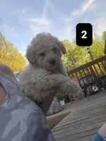 Pup 2, a male Poodle - Toy  for sale in Clover, SC – Photo 2 of 4