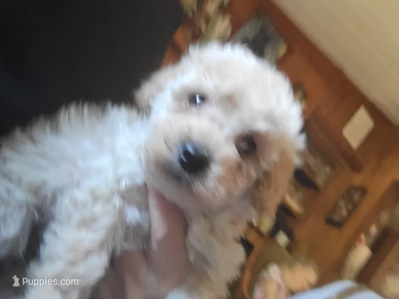 Male pup, a male Poodle - Toy  for sale in Clover, SC – Photo 1 of 4
