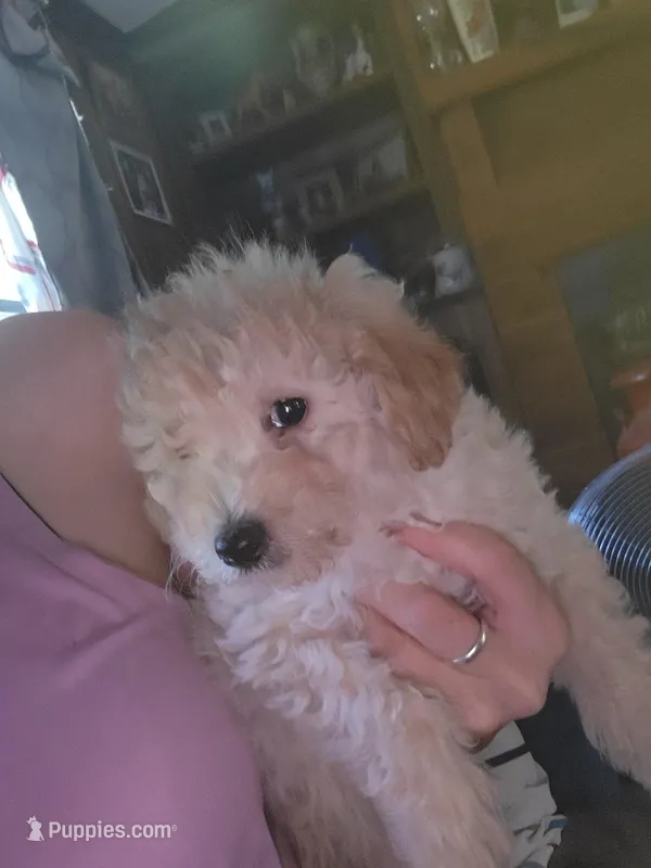 Poodle pup  – Poodle - Toy  puppy for sale in Clover, SC