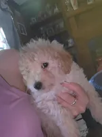 Poodle pup , a male Poodle - Toy  for sale in Clover, SC – 1 of 3
