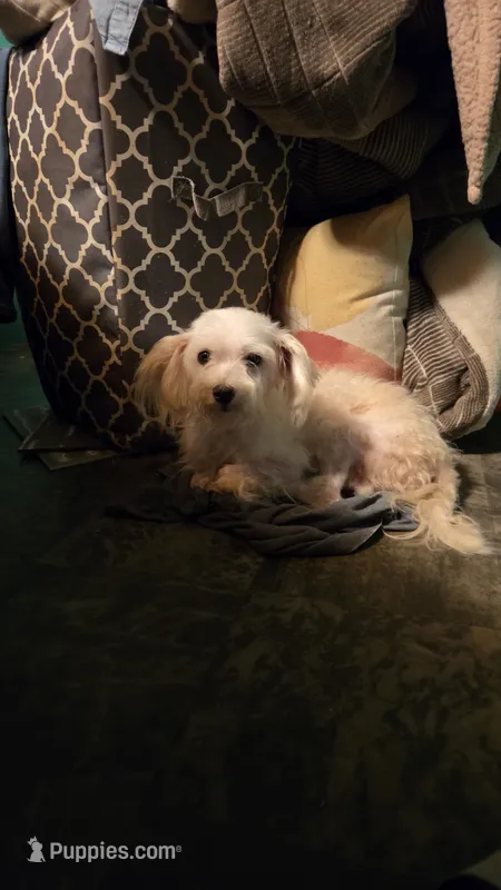 Pistol  – Maltese puppy for sale in Clover, SC