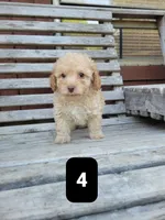 Pup 4, a male Poodle - Toy  for sale in Clover, SC – Photo 2 of 3