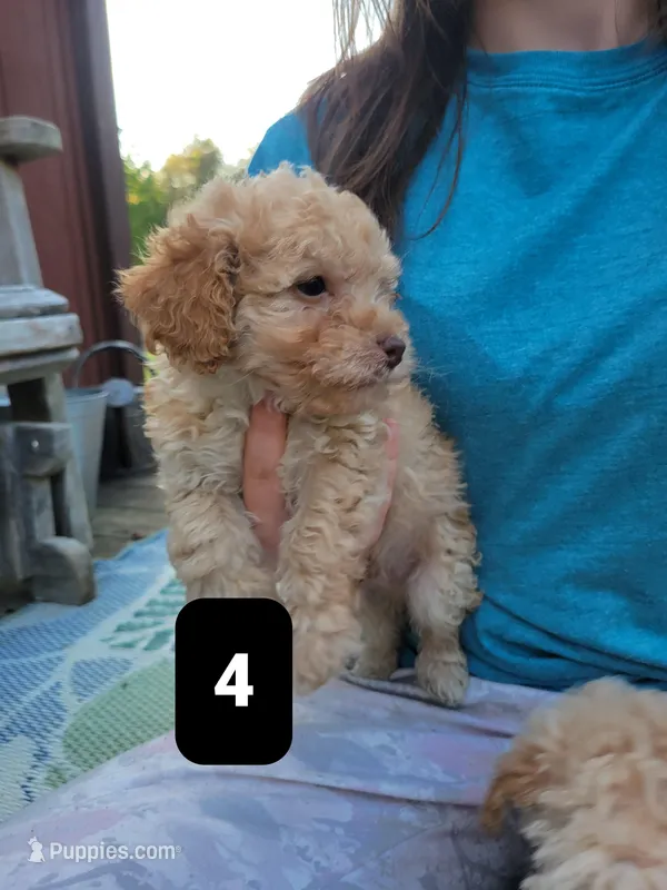 Pup 4 – Poodle - Toy  puppy for sale in Clover, SC