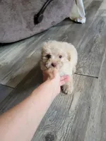 Small pup, a male Poodle - Toy  for sale in Clover, SC – Photo 2 of 3