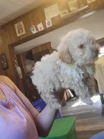 Small pup, a male Poodle - Toy  for sale in Clover, SC – Photo 3 of 3