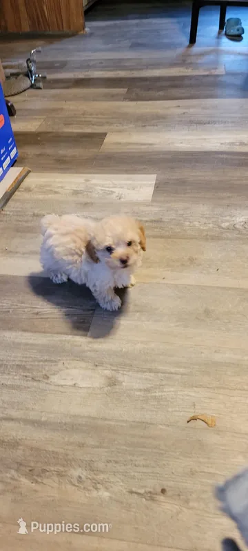 Small pup – Poodle - Toy  puppy for sale in Clover, SC