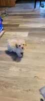 Small pup, a male Poodle - Toy  for sale in Clover, SC – Photo 1 of 3