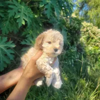 Shasha, a female Poodle - Toy  for sale in Pearland, TX – 5 of 8
