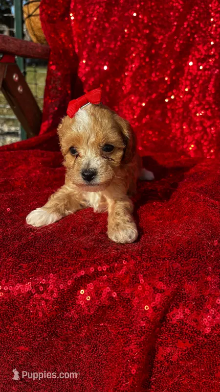 Dior, a female Poodle - Toy  for sale in Pearland, TX – 1 of 3