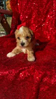 Dior, a female Poodle - Toy  for sale in Pearland, TX – 1 of 3