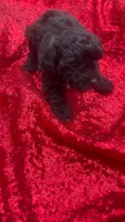 Cooper , a male Shihpoo for sale in Pearland, TX – 2 of 9