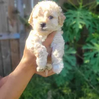 Shasha, a female Poodle - Toy  for sale in Pearland, TX – 8 of 8