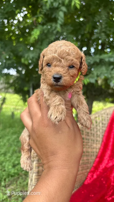 Romeo  – Poodle - Toy  puppy for sale in Pearland, TX