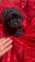 Cooper , a male Shihpoo for sale in Pearland, TX – 4 of 9