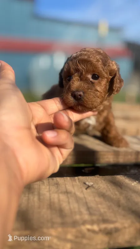 Kiara , a female Poodle - Toy  for sale in Pearland, TX – Photo 1 of 7